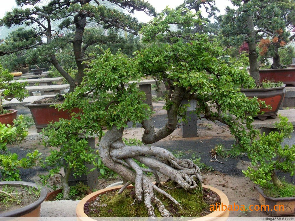 盆景图片古装美女_榆树盆景图片大全_老榆树盆景 ...