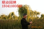 中华金叶垂榆 金叶垂榆 耐寒金叶垂榆 金叶垂榆价格