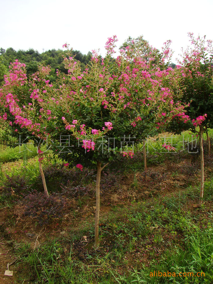 供应绿化苗木乔木红花紫薇,胸径2--30公分,苗圃移栽.