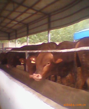 山东畜牧养殖基地肉牛鲁西黄牛，鲁西黄牛牛犊，免费供技术资料