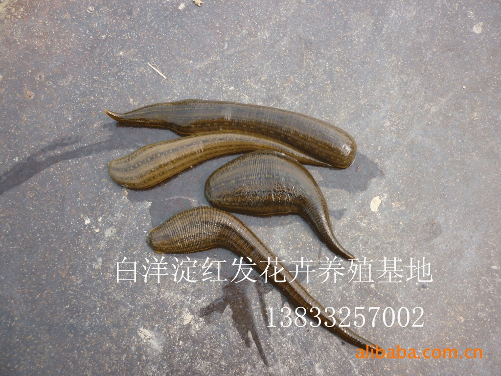 新品水蛭 宽体金线水蛭 价值昂贵的水蛭苗