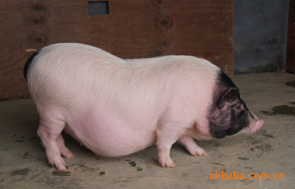 猪-【欢迎加盟】香猪养殖\/巴马香猪养殖\/纯种香