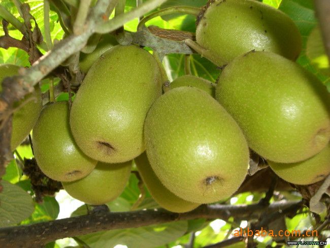 《金虎》水果 生鲜水果 猕猴桃生鲜水果 秦美猕