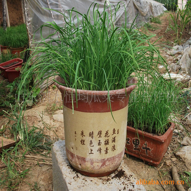 【盆栽韭菜,过年送礼,装饰家庭新选择!】价格,