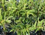 水皂角提取物黄烷醇8%16%植物提取物西安雨诺生物