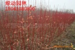 红瑞木 红衣主教红瑞木 主教红瑞木价格