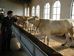 供应优质肉牛 育肥肉牛 肉牛品种 怎样养殖肉牛