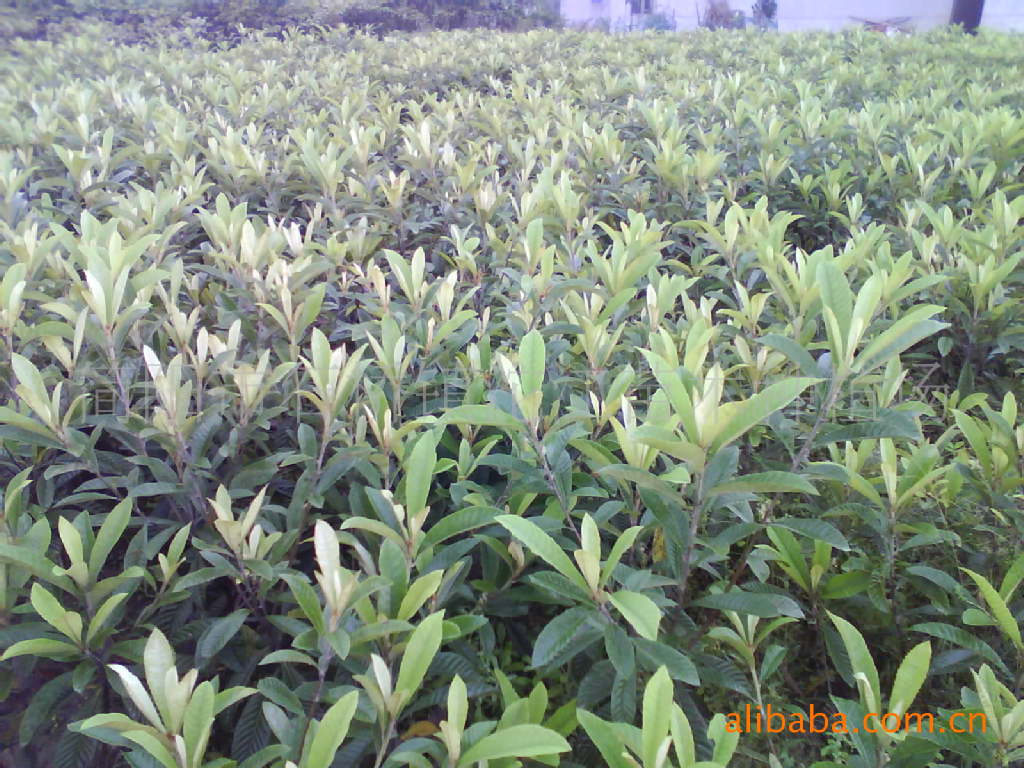 【【供应单独包装优质品种】枇杷苗大五星枇杷