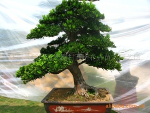 【罗汉树盆景】罗汉树盆景价格\/图片_罗汉树盆景批发\/采购_罗汉树盆景厂家\/供应商-阿里巴巴