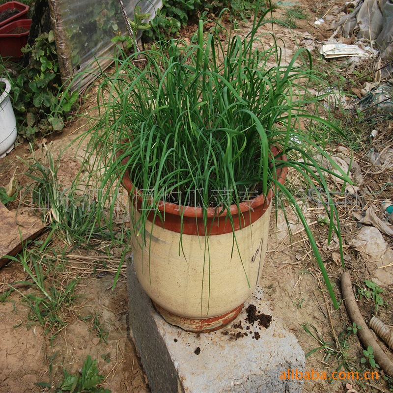 盆栽韭菜,家庭菜园图片,盆栽韭菜,家庭菜园图片