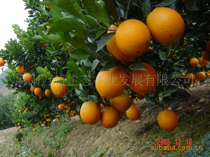 柑桔批发--产自中国长寿之乡麻阳图片,柑桔批