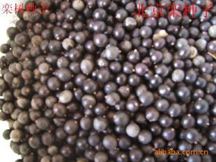 种苗、种子、种球-供应栾树种子,北京栾,黄山栾