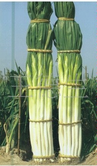 厂家供应优质章丘大葱
