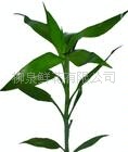 富贵竹批发