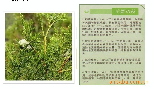 低价促销高效纯植物美白祛斑精华原液