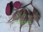 供应紫甘薯(紫番薯)新品种种薯
