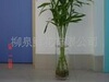 富贵竹,可以吸收甲醛,净化空气的作用,有竹报保平安