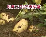 借鉴:广西稻田免耕稻草覆盖栽培土豆模式 奇山公司早熟土豆种子