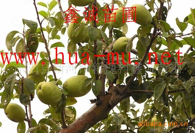 木瓜树 - 中国花卉网商业信息