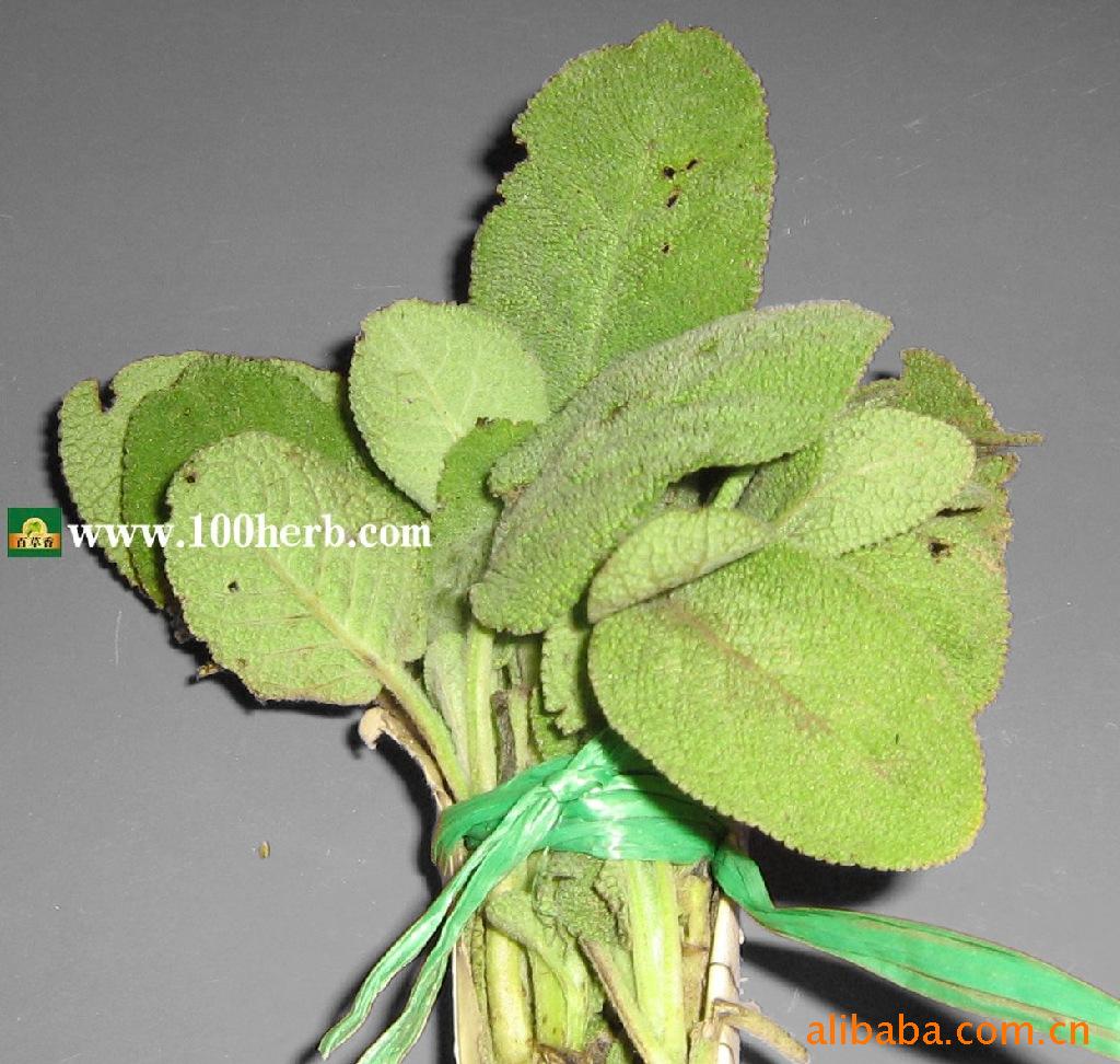 【低价】批发供应罗勒等香草鲜叶 - 青岛百草香香草