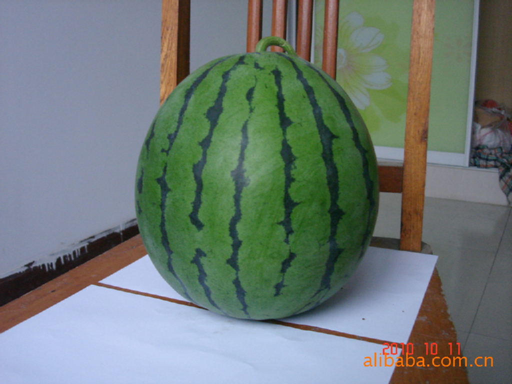 最好的花皮圆球型西瓜 超过京欣、8424等西瓜