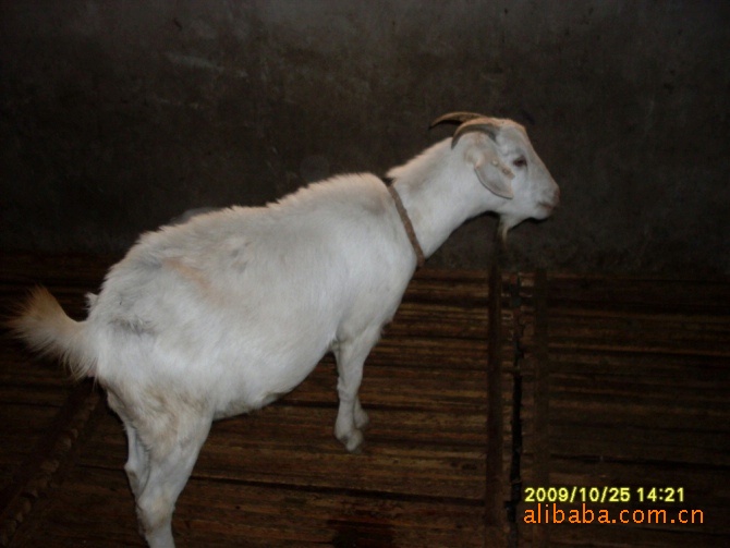 肉羊养殖场 山羊养殖场  肉羊批发 白山羊 白山羊育肥
