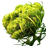 纯植物单方精油原产地直接进口纯天然胡萝卜籽