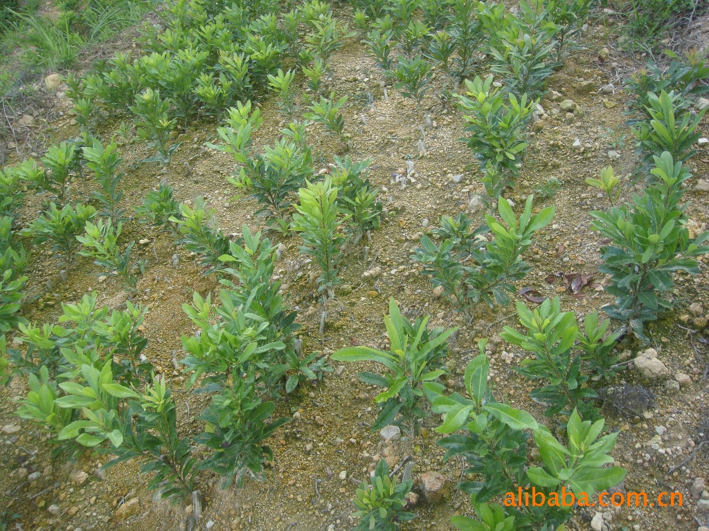 优质的东魁杨梅苗图片,优质的东魁杨梅苗图片