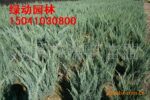 偃柏 燕柏 柏树 桧柏 艳柏 东北柏树 辽宁柏树