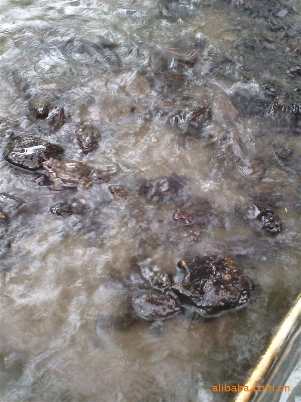 福州人工驯养棘胸蛙