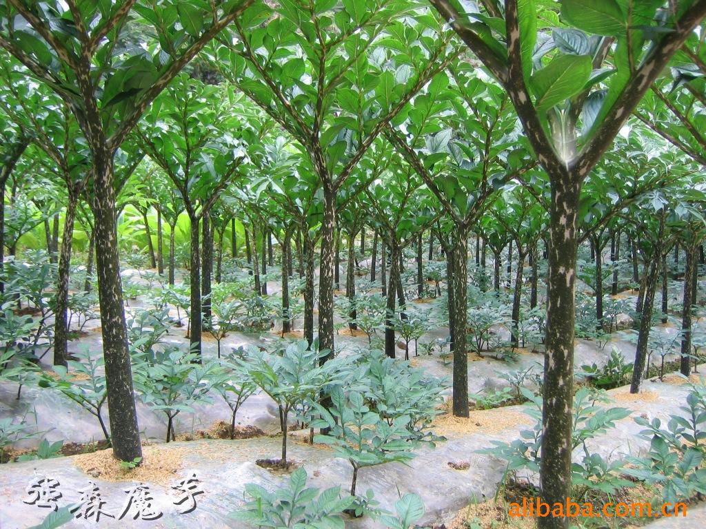 魔芋贵族“珠芽魔芋”在陕西安康引种试种成功 - 西部网（陕西新闻网）