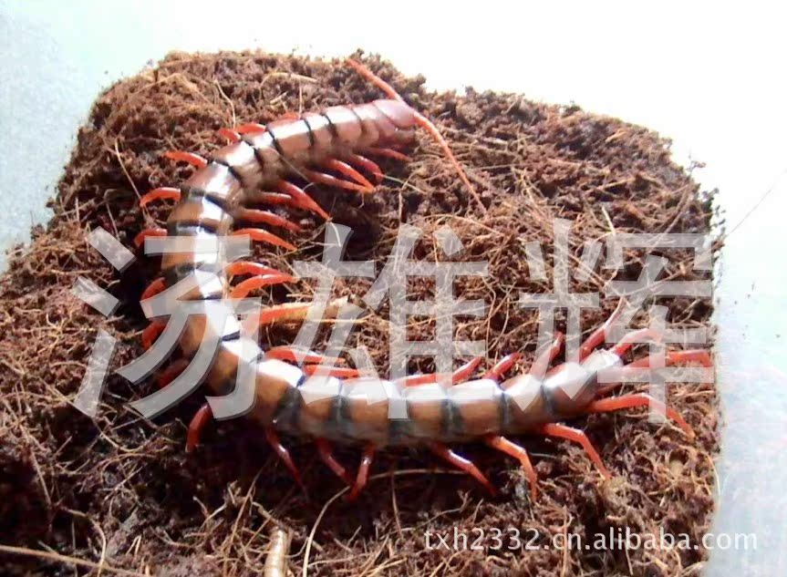 巨型蜈蚣巨型蜈蚣吃人简单蜈蚣辫的编法图解
