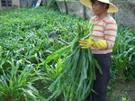 春季牧草品种动物爱吃的牧草牧草种子(进去看看视频)