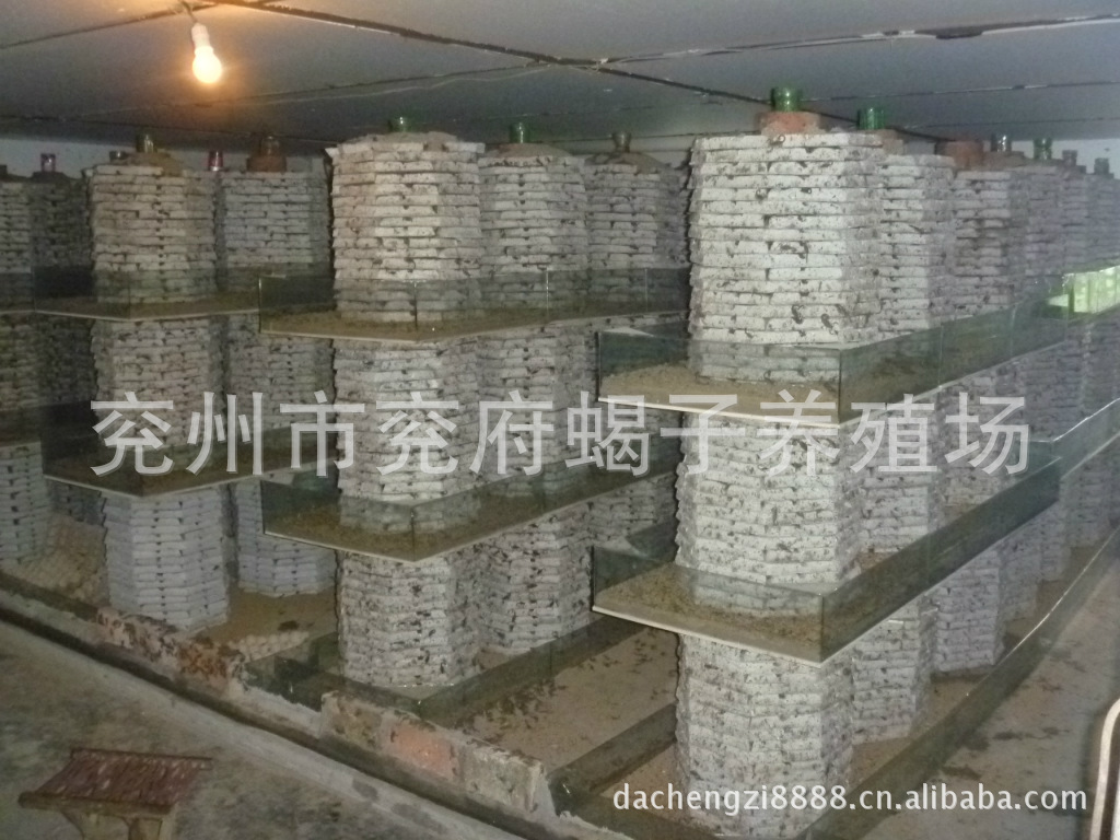 兖府蝎子养殖场 特种养殖 立体养殖 蝎子 养殖 大橙子