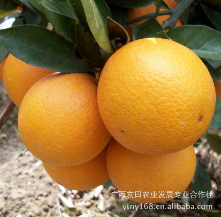 【大量供应新鲜优质夏橙】价格,厂家,图片,橙、