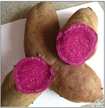 德国黑薯_德国黑薯价格_优质德国黑薯批发\/采