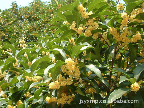 园林植物桂花,乔木桂花,绿化桂花树电话 图片_2