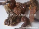 【优良品质】供应云南天然野生灵芝