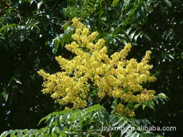 【大量魔方植物桂花、图纸桂花、v魔方桂花树阶乔木园林还原3图片