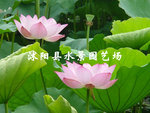 供应水生花卉—— 荷花 