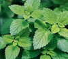法国 香蜂草 单方 纯精油 精油厂家 批发 贴牌 加工 oem 代理
