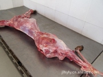 梅花鹿鹿肉