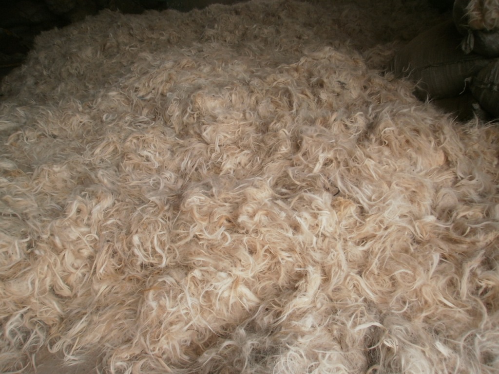 小颗粒全羊毛羊绒颗粒全羊毛羊羔毛针织纯羊毛皮毛一体羊剪绒面料-阿里巴巴