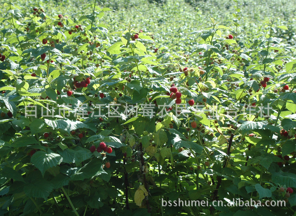 【双季红树莓苗帝果】价格,厂家,图片,果树,白山