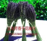现货供应批发纯天然芳香薰衣草婚庆用品