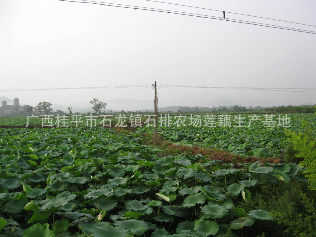 【广西桂平新鲜优质莲藕】价格,厂家,图片,水生