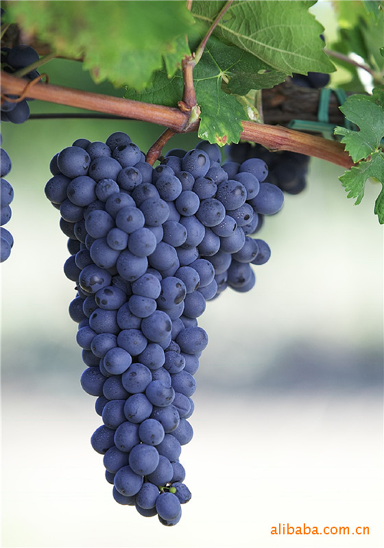 280王朝干红葡萄酒 _ 280王朝干红葡萄酒价格