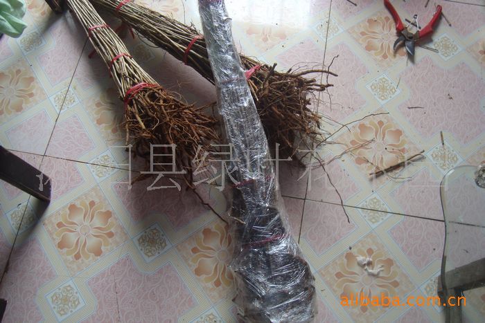 果树-邮政EMS全球航空快递发往迪拜的苗木-果