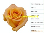 【批发供应】新款热销一年生玫瑰苗