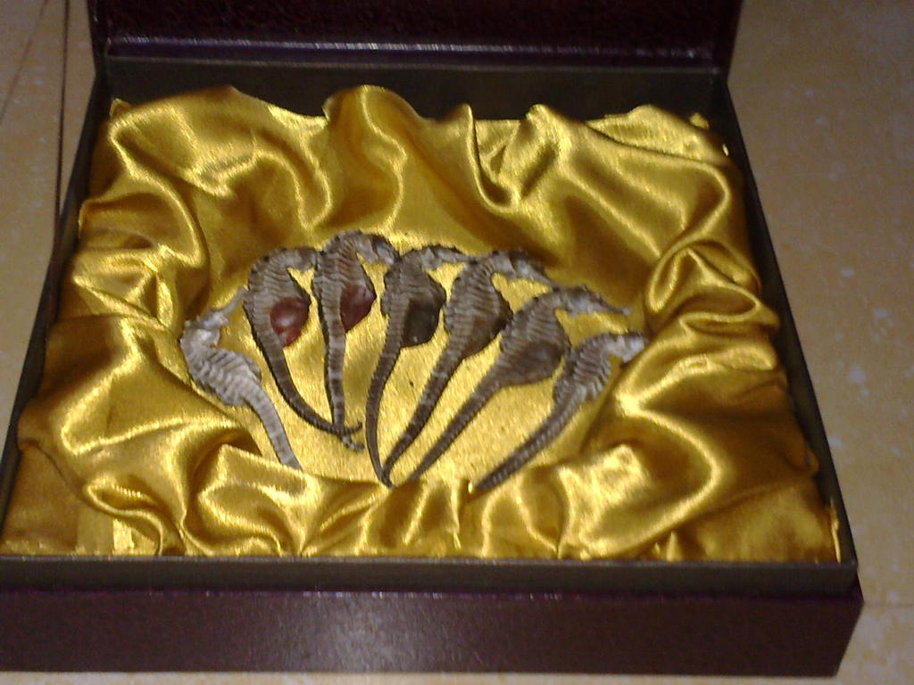 【海马、广东南海海马、正宗海马】价格,厂家